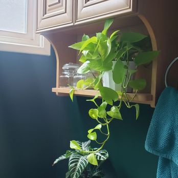 Plantiitas - My neon pothos, the very first plant I got from Plantiitas this summer, is thriving! It's grown so much already - Home Decor Near Me - Long Beach, California Plantiitas - My neon pothos, the very first plant I got from Plantiitas this summer, is thriving! It's grown so much already - Home Decor Near Me - Long Beach, California