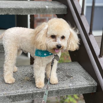 Bless Pet Salon - Poodle - Pet Groomers Near Me - Kissimmee, Florida Bless Pet Salon - Poodle - Pet Groomers Near Me - Kissimmee, Florida