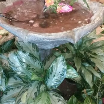 Modesto Exotic Flowers - Florists Near Me - Modesto, California