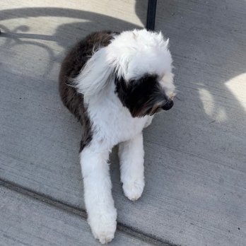 Dogtown Pet Spa - Pet Training Near Me - Sandy, Utah