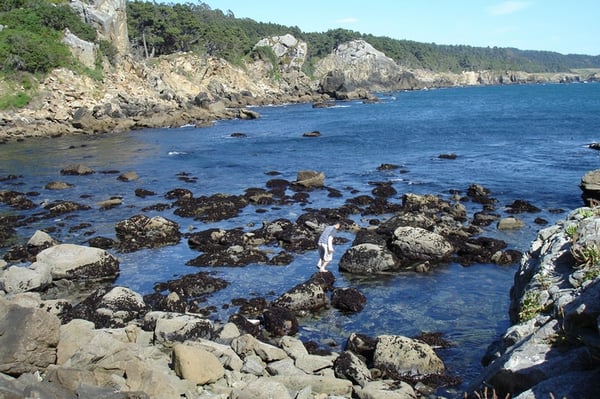 Salt Point State Park by null