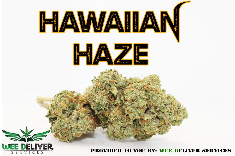 WEE DELIVER SERVICES Updated August 2024 Costa Mesa, California