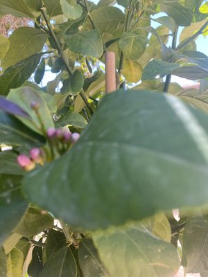 Civano Nursery - Retail Location by null