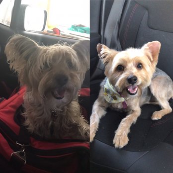 Pets R People 2 - What a beauty!! - Pet Groomers Near Me - Hemet, California Pets R People 2 - What a beauty!! - Pet Groomers Near Me - Hemet, California
