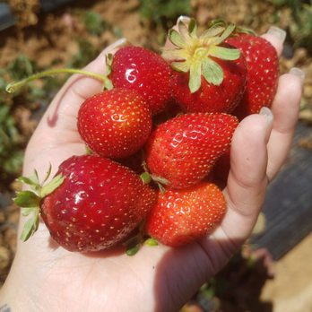 Kenny's Strawberry Farm - Fruits & Veggies Near Me - Fallbrook, California
