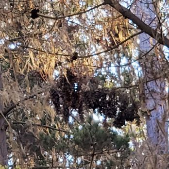 Monarch Grove Sanctuary - That clump of dark brown is a cluster of monarchs waiting to warm/wake up. - Parks Near Me - Pacific Grove, California Monarch Grove Sanctuary - That clump of dark brown is a cluster of monarchs waiting to warm/wake up. - Parks Near Me - Pacific Grove, California