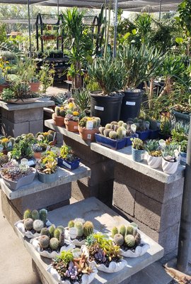 Summerwinds Nursery Tatum 17826 N Blvd Phoenix Az Tatum 17826 N Blvd Phoenix Az