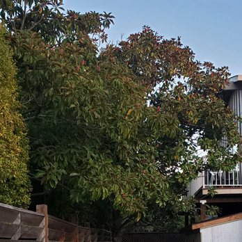 Spring Tree Service - Before Spring Tree cut our overgrown magnolia - Tree Services Near Me