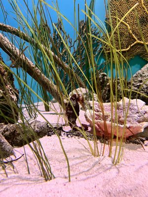 Aquarium At Moody Gardens by null