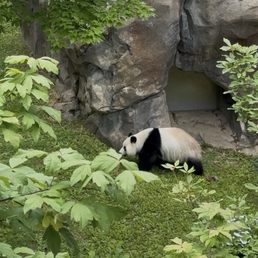 Panda Panda
