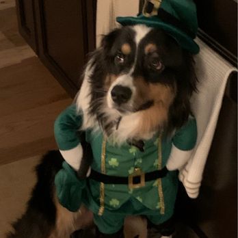 Spoiled Petz - Pet Groomers Near Me - Reno, Nevada Spoiled Petz - Pet Groomers Near Me - Reno, Nevada