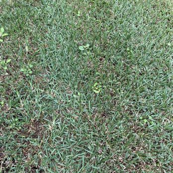 Massey Services - Weeds, so what does the weed killer and pre-emergent do? - Landscaping Near Me - Orlando, Florida Massey Services - Weeds, so what does the weed killer and pre-emergent do? - Landscaping Near Me - Orlando, Florida