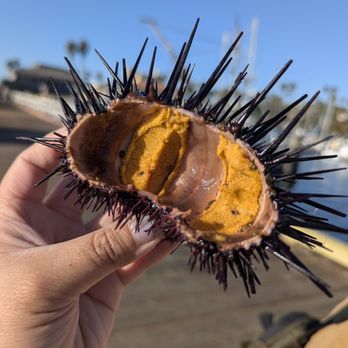 Santa Barbara Uni - Beautiful cross section - Seafood Markets Near Me - Santa Barbara, California Santa Barbara Uni - Beautiful cross section - Seafood Markets Near Me - Santa Barbara, California