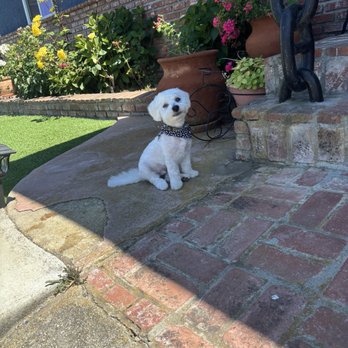 Love on a Leash - Pet Groomers Near Me - Lomita, California