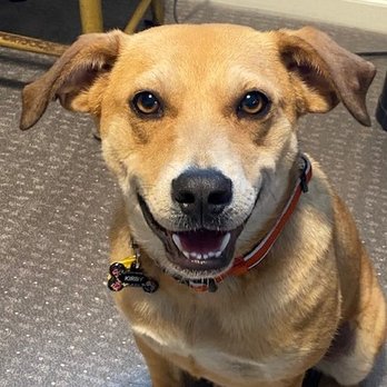2 Blondes All Breed Rescue - Animal Shelters Near Me