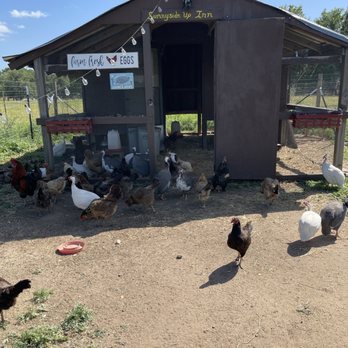 La Grange Brewing Company - chickens and chickens in a barn - Breweries Near Me - La Grange, Texas La Grange Brewing Company - chickens and chickens in a barn - Breweries Near Me - La Grange, Texas