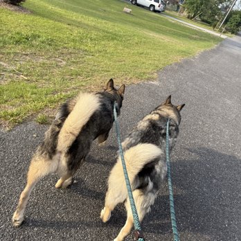 Whiskers & Tails - Dog Walkers Near Me Whiskers & Tails - Dog Walkers Near Me