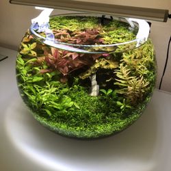 Aqua Bonsai