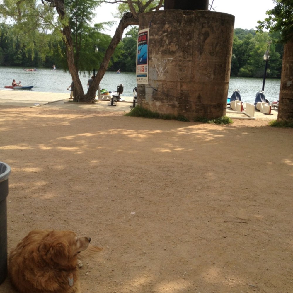 Texas Rowing Center - the wise dog who just lounges around and greets you before you set sail! - Boating Near Me - Austin, Texas Texas Rowing Center - the wise dog who just lounges around and greets you before you set sail! - Boating Near Me - Austin, Texas