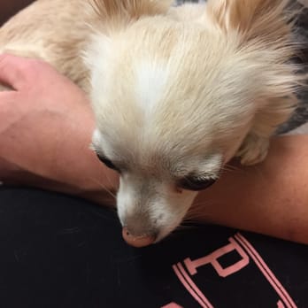 PetSmart - Pursey sitting with Momma. - Pet Stores Near Me - Pleasant Hills, Pennsylvania