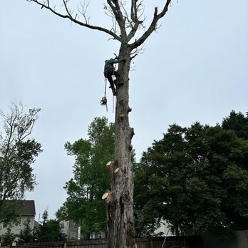 Tree Lyfe Tree Services - Tree Services Near Me