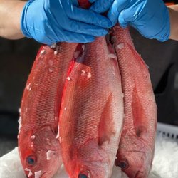 Goldfish Seafood Market - Fresh Red Snapper