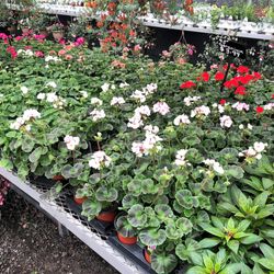 Lovely Day At Olson's Green House - Geraniums