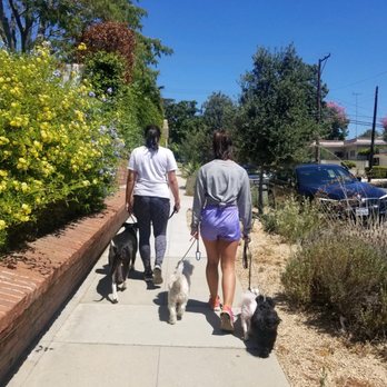 Zenni Dogs - Pet Training Near Me