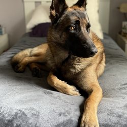 Ruidoso Malinois - Sweet Hank at home