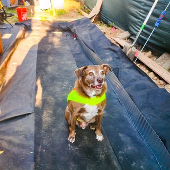 Codas Customs and Collectibles - Behind the scenes of our side yard relandscaping project with our head of security and motivation, Coda. - Home Automation Near Me - Sacramento, California Codas Customs and Collectibles - Behind the scenes of our side yard relandscaping project with our head of security and motivation, Coda. - Home Automation Near Me - Sacramento, California