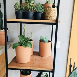 Botanikafé - Plantas a venda