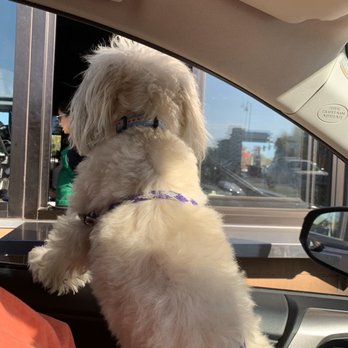 Starbucks - Yoshi patiently waiting for his order. - Coffee & Tea Near Me - Franklin Park, Illinois Starbucks - Yoshi patiently waiting for his order. - Coffee & Tea Near Me - Franklin Park, Illinois