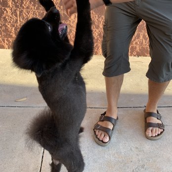 happy grooming - And the other after pic - Pet Groomers Near Me - San Diego, California