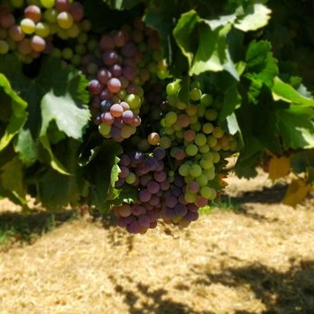 Monserate Winery - Wineries Near Me - Fallbrook, California