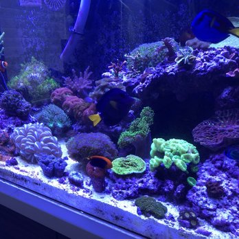 ABC Aquatic - 1.5 year check in for my 75g reef. - Aquarium Services Near Me ABC Aquatic - 1.5 year check in for my 75g reef. - Aquarium Services Near Me