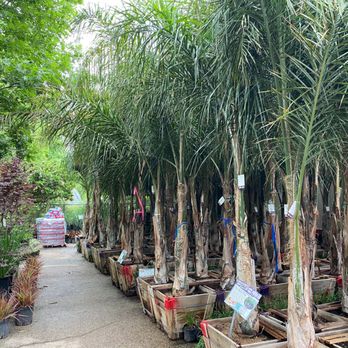 Moon Valley Nurseries - Nurseries & Gardening Near Me - Forney, Texas Moon Valley Nurseries - Nurseries & Gardening Near Me - Forney, Texas