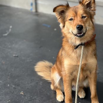 Chase N Dogs - We have experience helping dogs, learn all about different tools of training, like slip leads, harnesses, and most everything in between - Dog Walkers Near Me Chase N Dogs - We have experience helping dogs, learn all about different tools of training, like slip leads, harnesses, and most everything in between - Dog Walkers Near Me