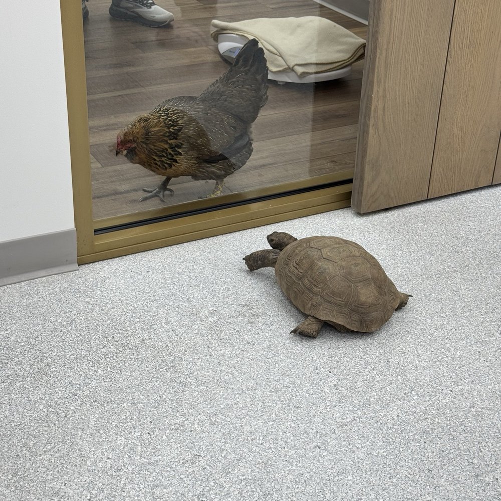 Fauna Veterinary Collective - Veterinarians Near Me - Lake Forest, California
