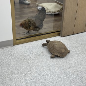 Fauna Veterinary Collective - Veterinarians Near Me - Lake Forest, California