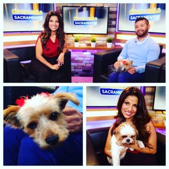 Pink Ears Dog Grooming - Despierta Sacramento TV Spanish Show 2015 - Pet Groomers Near Me - Ogden, Utah Pink Ears Dog Grooming - Despierta Sacramento TV Spanish Show 2015 - Pet Groomers Near Me - Ogden, Utah