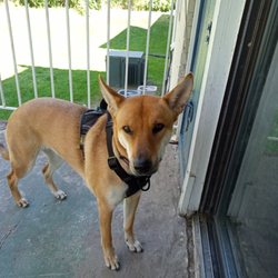 Reach the Stars Dog Training