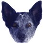 Photo of Blue Dog Imaging