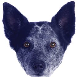 Blue Dog Imaging - Be Seen in a Different Light