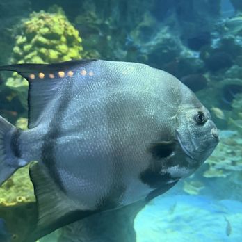 New England Aquarium - Aquariums Near Me - Boston, Massachusetts