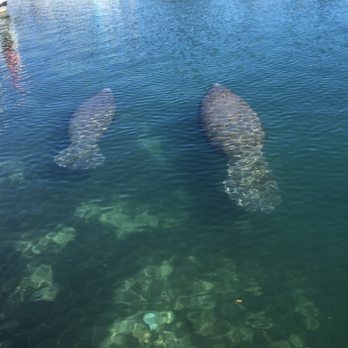 SeaDaddys Adventures - Scuba Diving Near Me - Crystal River, Florida