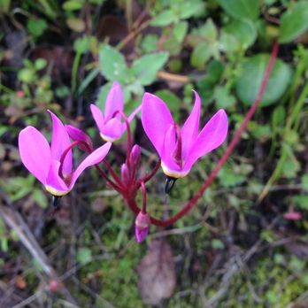 Shell Ridge Open Space - Wild orchids - Hiking Near Me - Walnut Creek, California