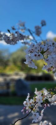 Japanese Friendship Garden by null