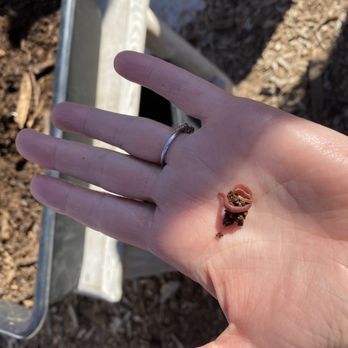 Arizona Worm Farm - Red Wiggler Worm! - Attraction Farms Near Me - Phoenix, Arizona