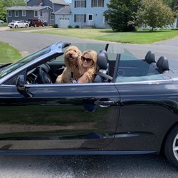 Biener Ford - Yes, the dog is wearing a seatbelt.