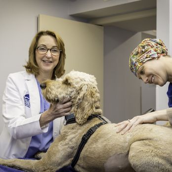 Chateau Veterinary Hospital - Veterinarians Near Me - Kenner, Louisiana Chateau Veterinary Hospital - Veterinarians Near Me - Kenner, Louisiana